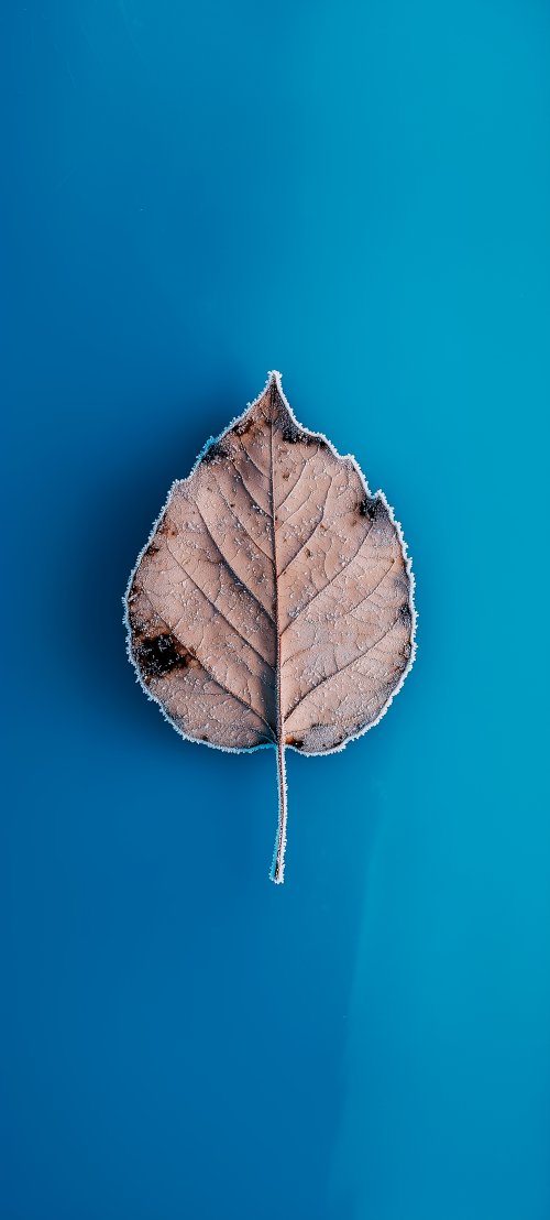 Frosted Autumn Leaf - Related Ghetto Wallpapers wallpaper