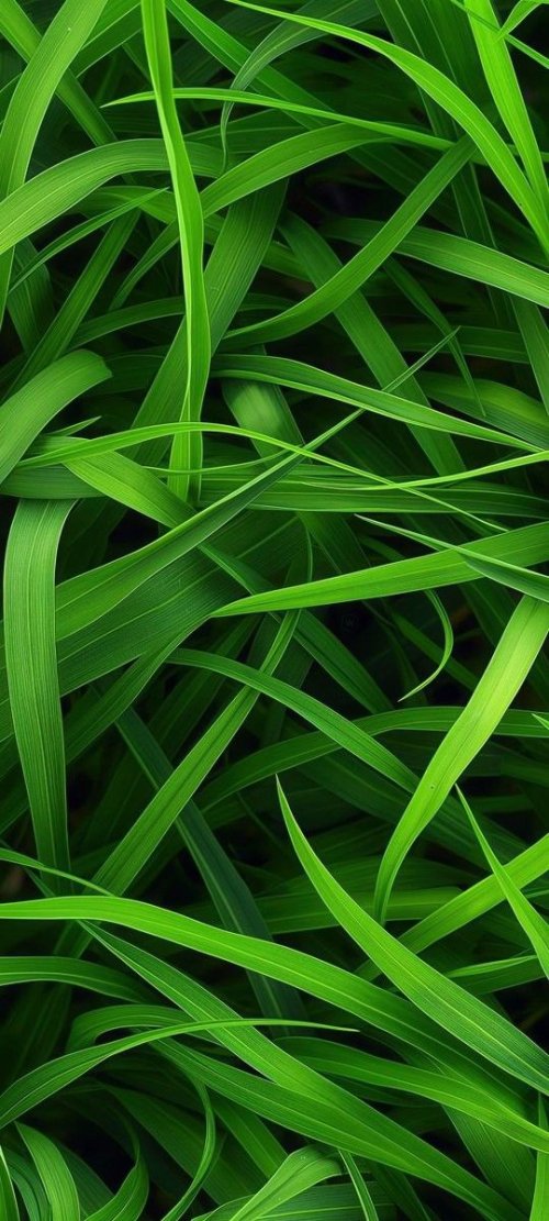 Vibrant Green Grass Blades - Related Ghetto Wallpapers wallpaper