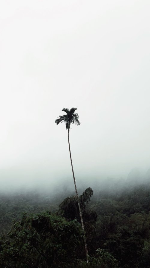 Lonely Palm in Mist - Related Ghetto Wallpapers wallpaper