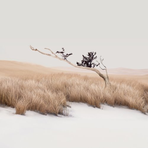 Minimalist Desert Tree Wallpaper - Related Ghetto Wallpapers wallpaper