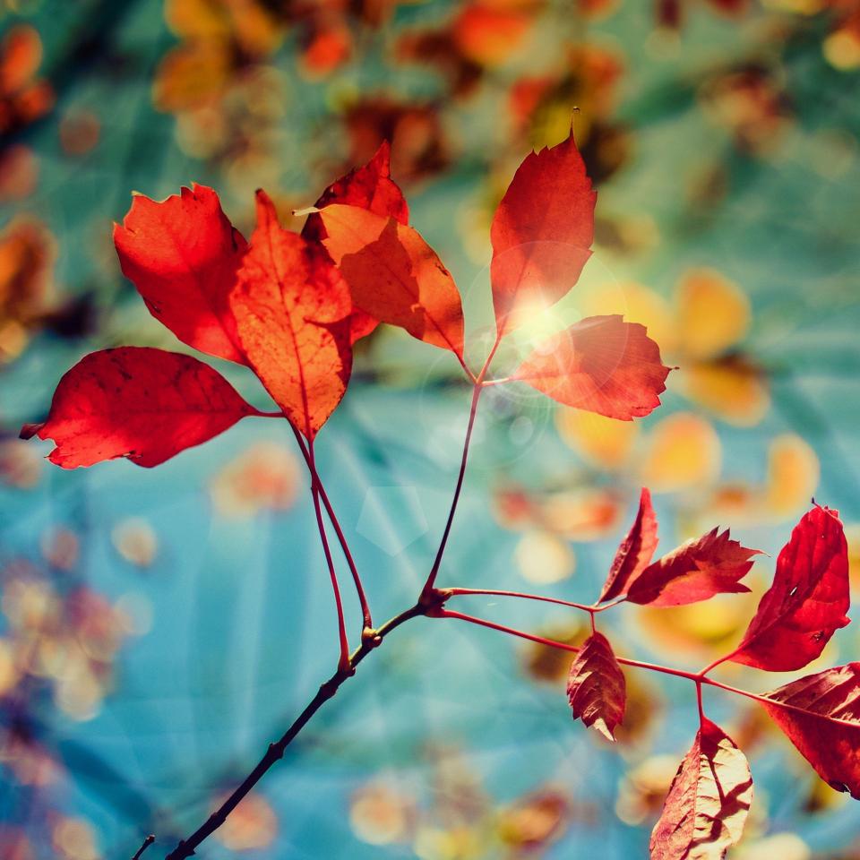 Autumn Leaves Sunlight - Related Dope Wallpapers wallpaper