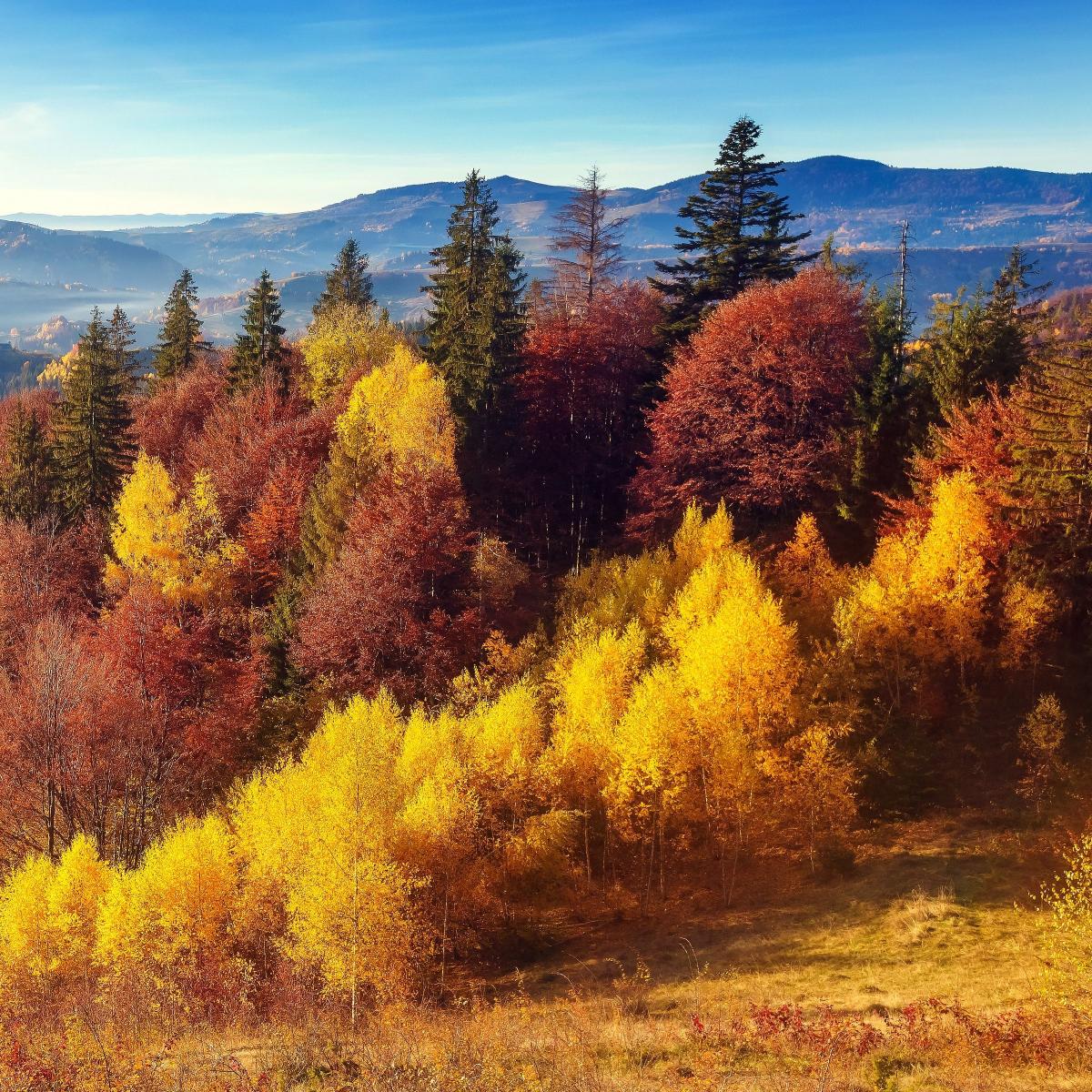 Autumn Mountain Forest - Related 4K Wallpapers wallpaper