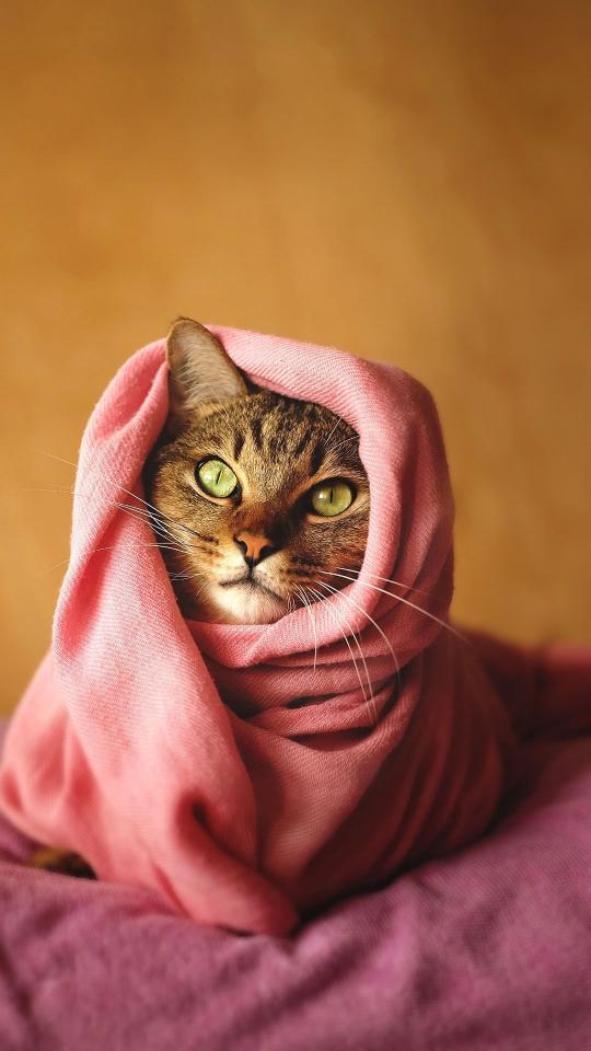 Cozy Cat in Pink - Related 4K Wallpapers wallpaper