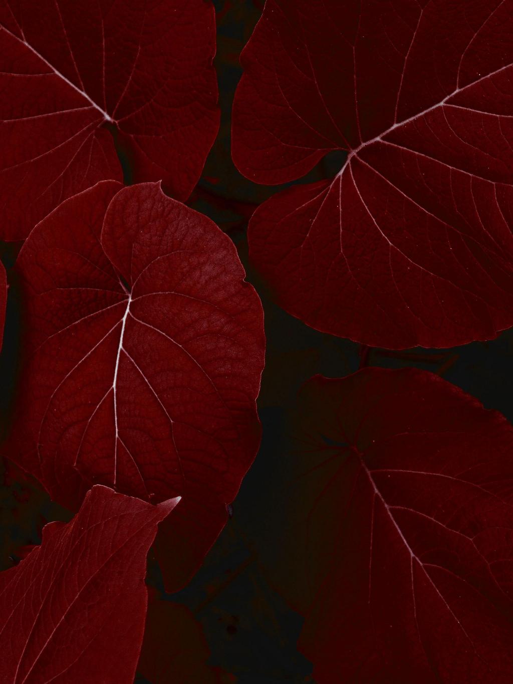 Crimson Leaf Veins - apple Wallpaper