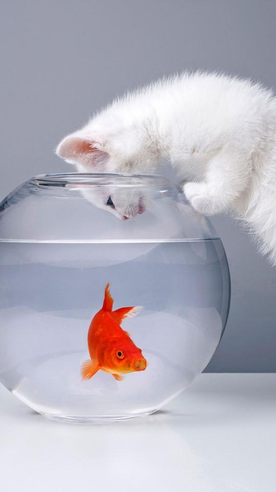 Curious Kitten Meets Goldfish - Related Dark Wallpapers wallpaper