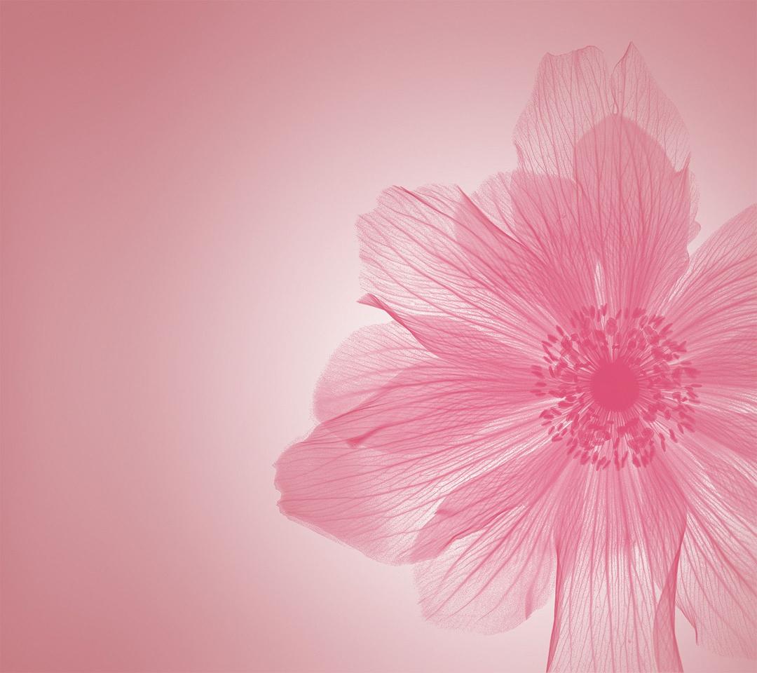 Delicate Pink Petals