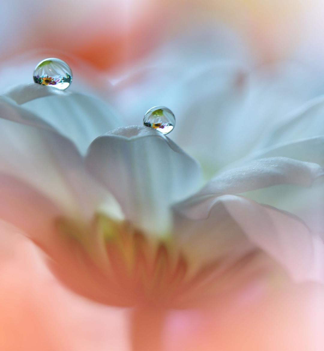 Dewdrops on White Petals