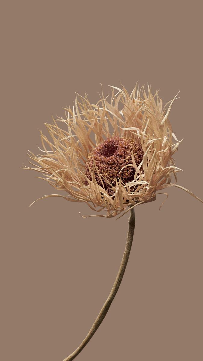 Dried Flower Close-up - Related Dope Wallpapers wallpaper