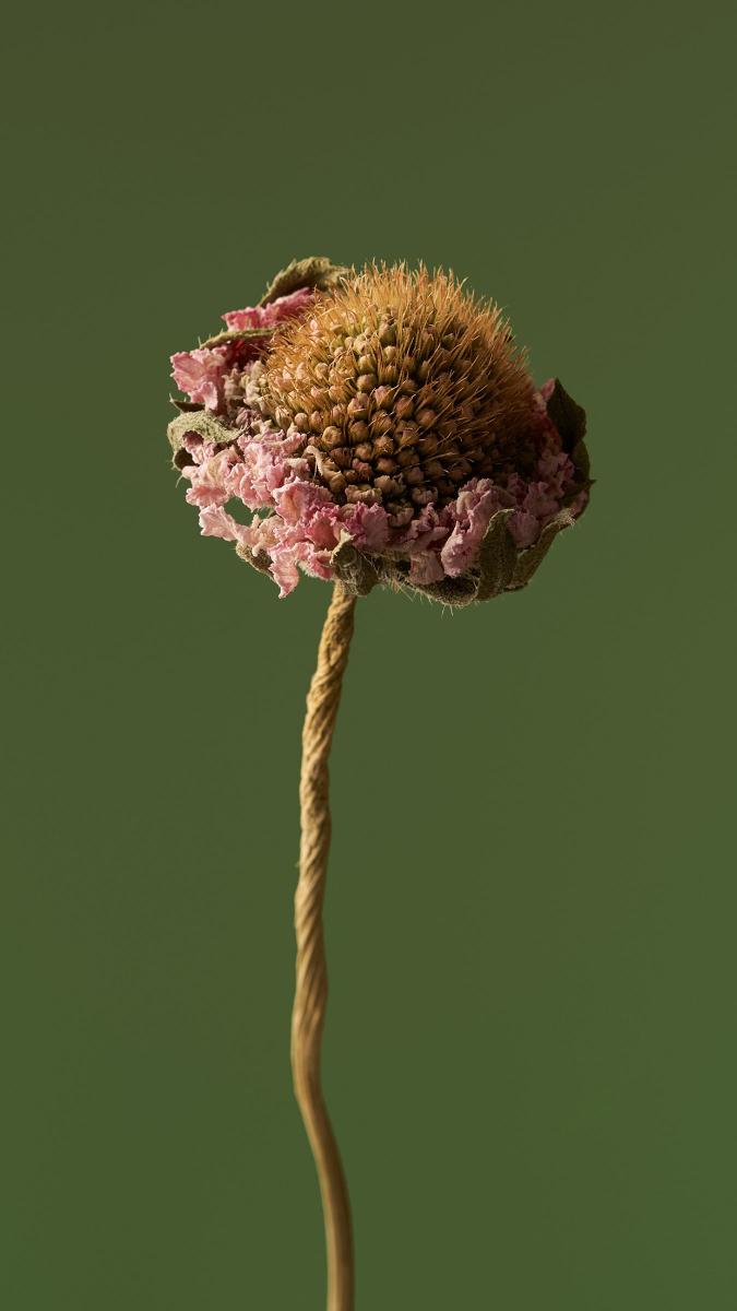 Dried Flower Detail - Related StockWalls wallpaper
