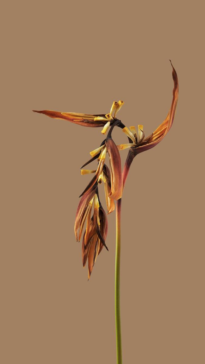 Dried Heliconia Bloom - Related 4K Wallpapers wallpaper