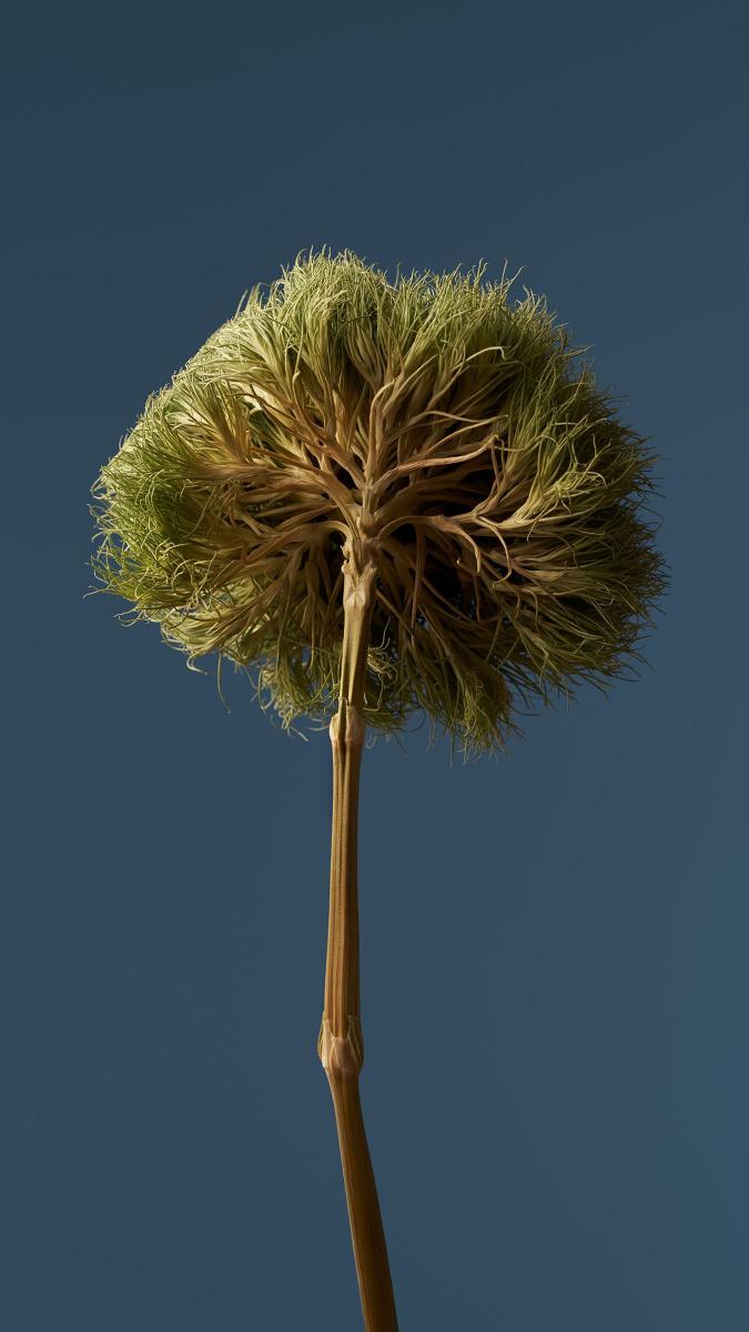 Dried Seed Head - Related Dark Wallpapers wallpaper