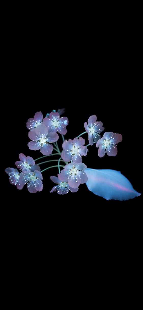 Ethereal Bloom on Black - Related 4K Wallpapers wallpaper