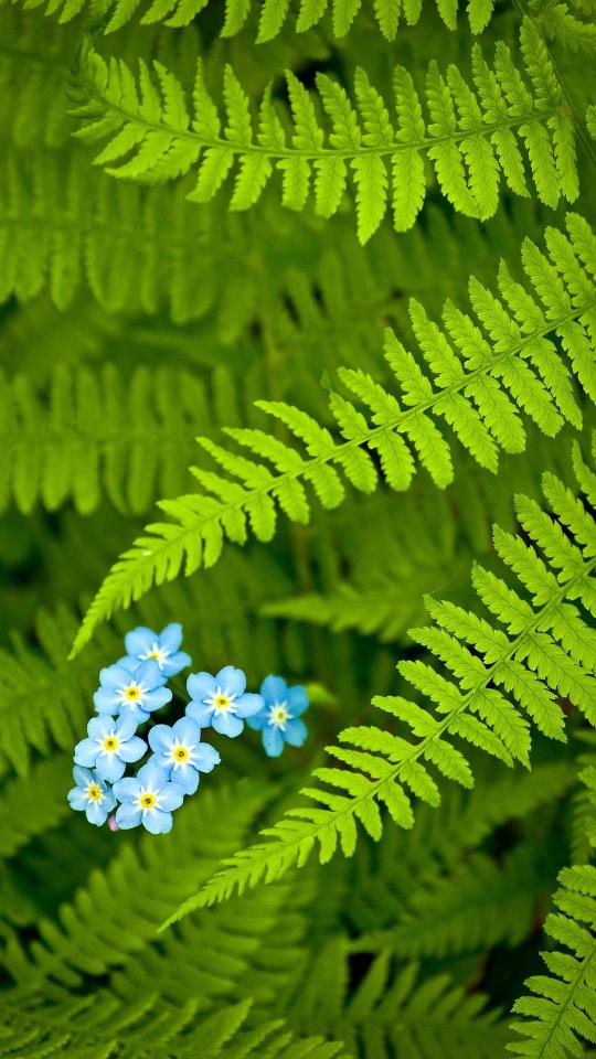 Ferns and Forget-Me-Nots - Asus Wallpaper