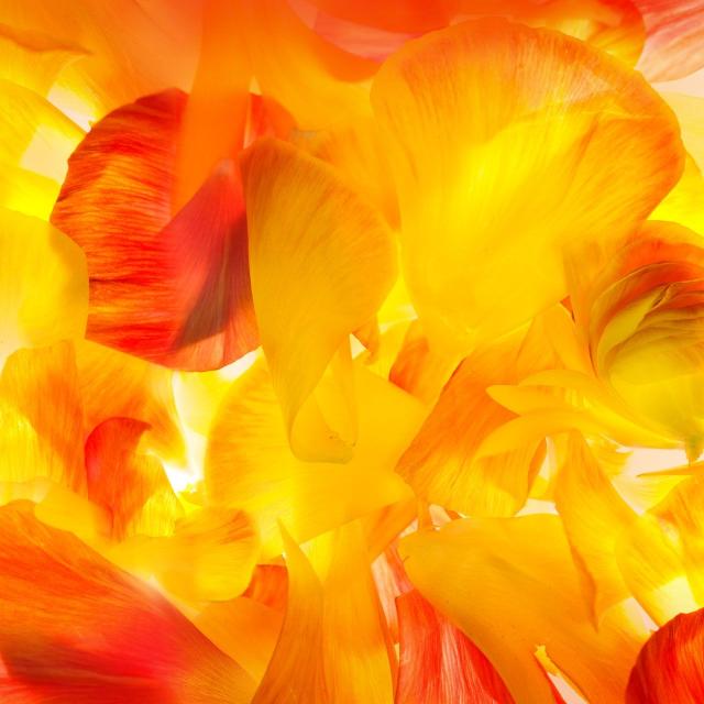 Fiery Petal Symphony - Related StockWalls wallpaper