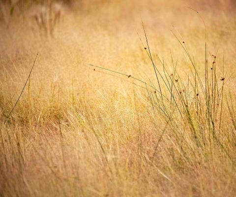 Golden Field Grass - Related StockWalls wallpaper