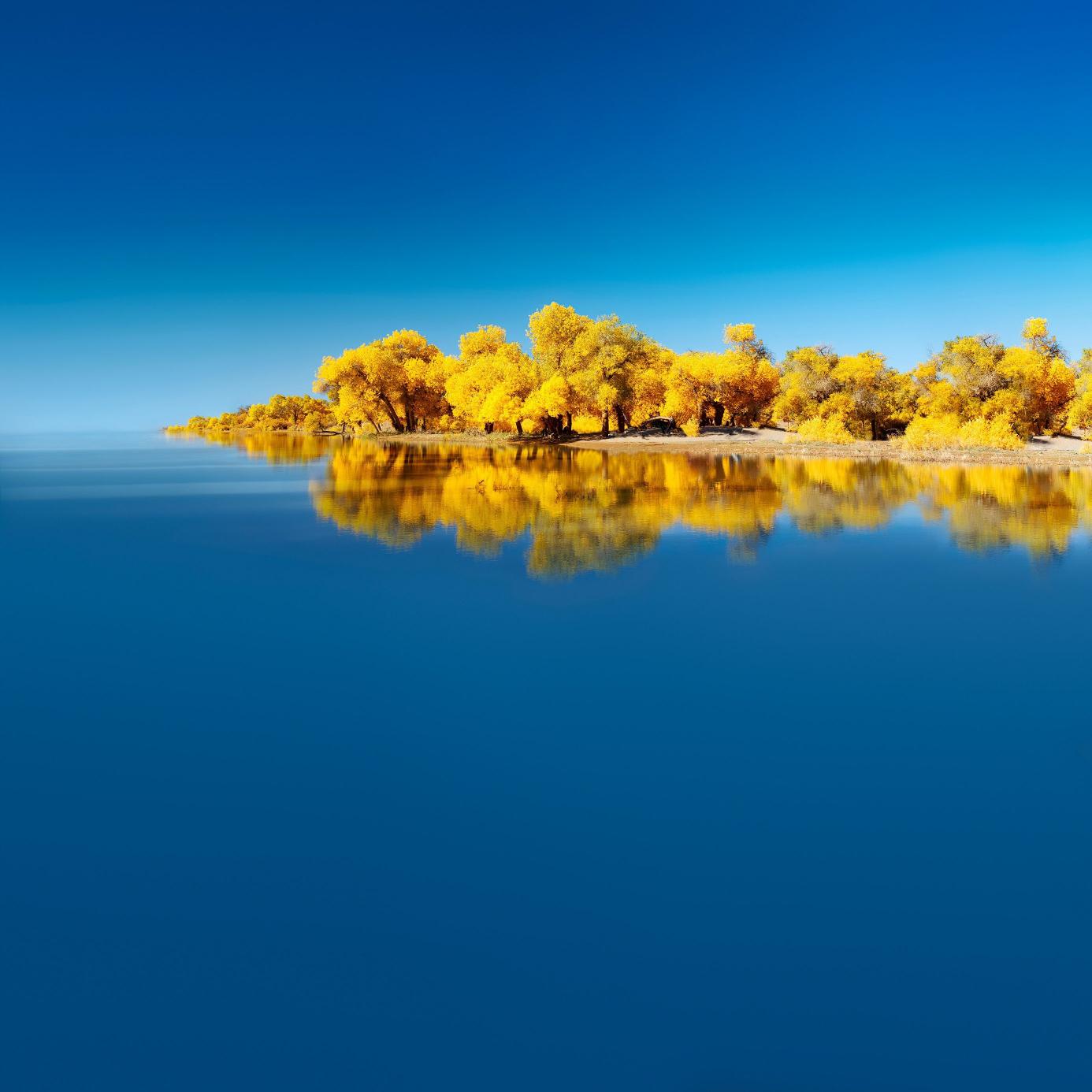 Golden Trees Reflection - Related 4K Wallpapers wallpaper