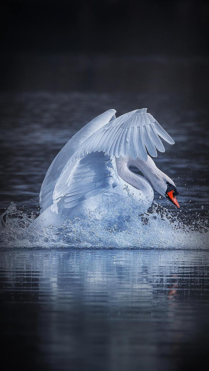 Graceful Swan Landing - Related StockWalls wallpaper