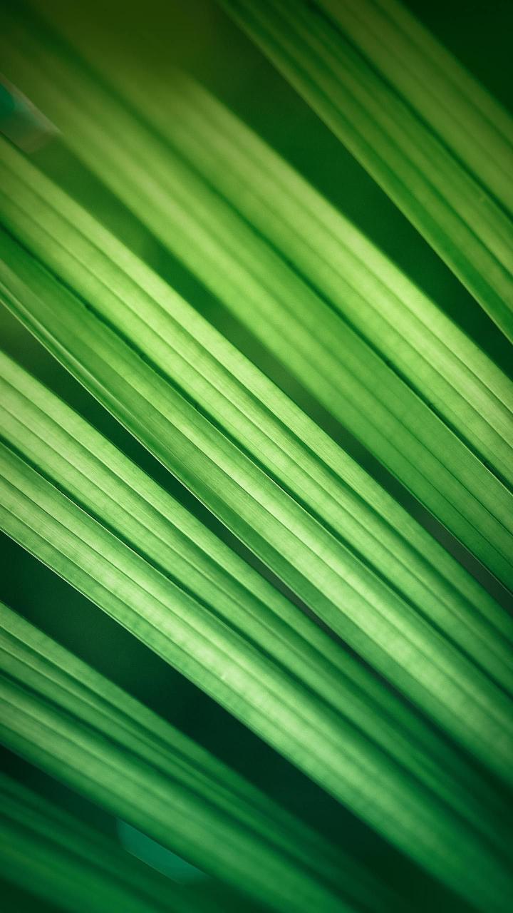 Green Leaf Texture - Related 4K Wallpapers wallpaper