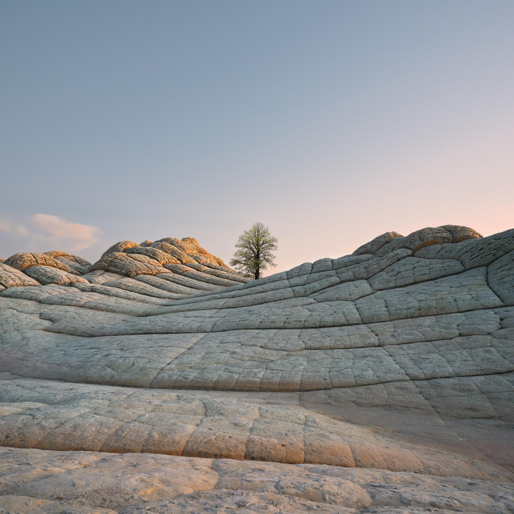 Lone Tree, Sculpted Landscape - apple Wallpaper