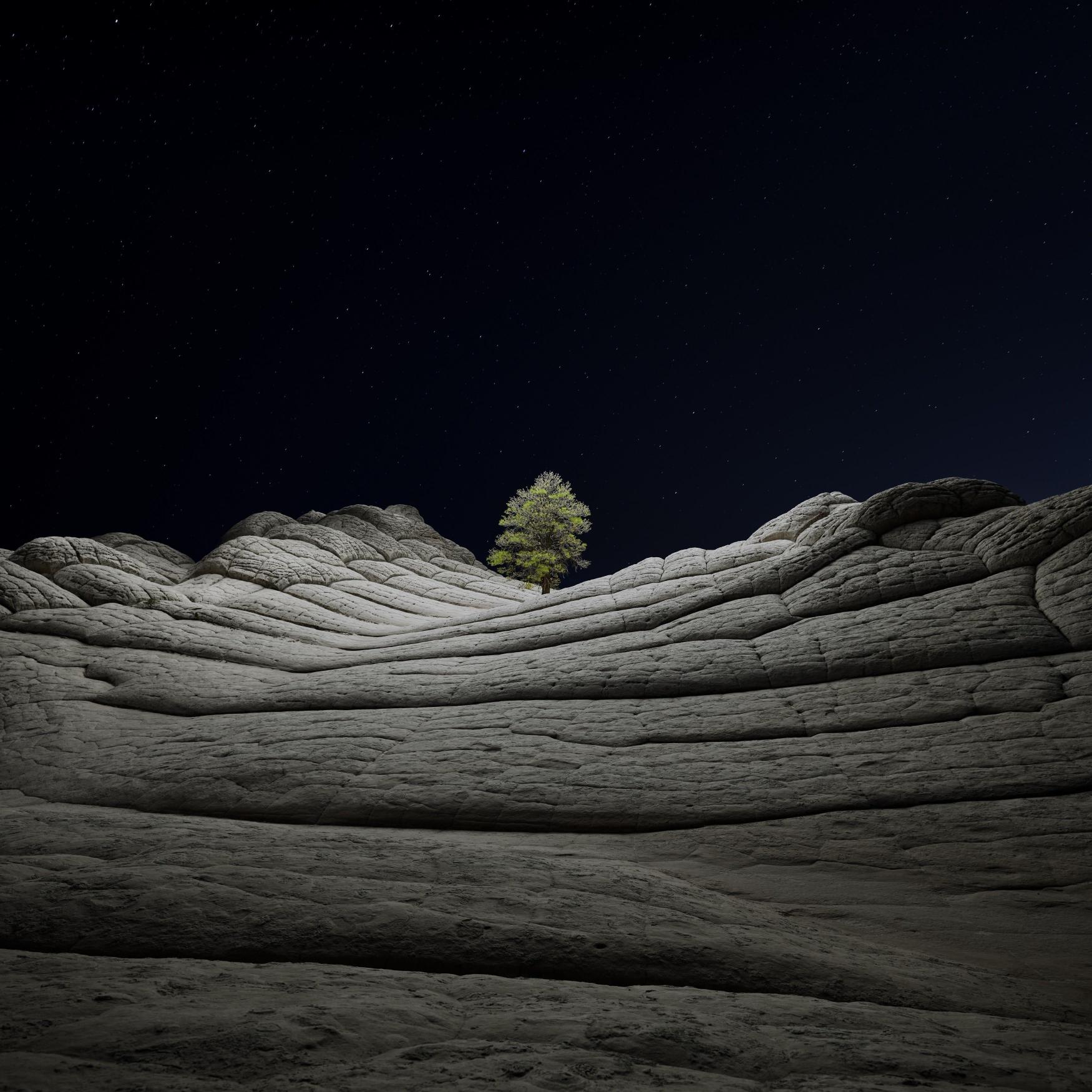 Lone Tree Under Stars - apple Wallpaper
