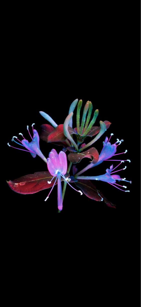 Luminous Honeysuckle Bloom - Related 4K Wallpapers wallpaper