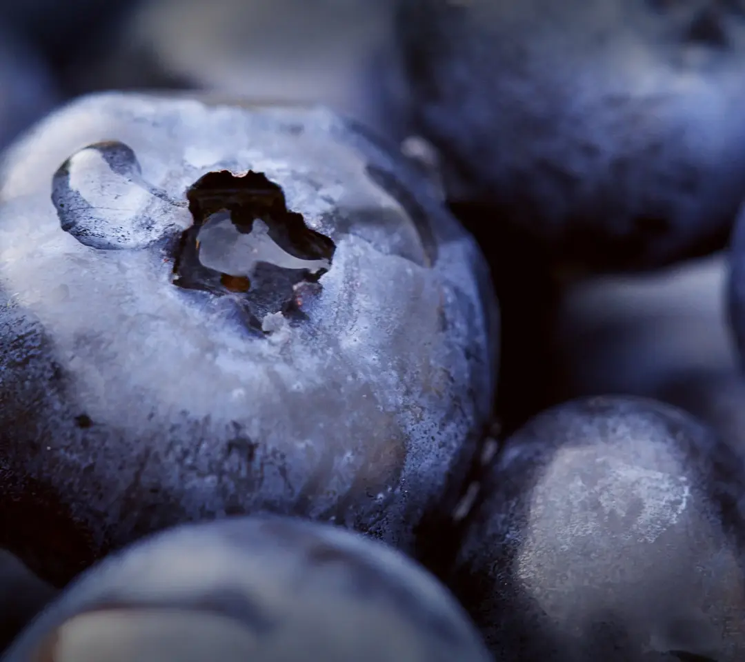 Macro Blueberry Closeup - Related StockWalls wallpaper