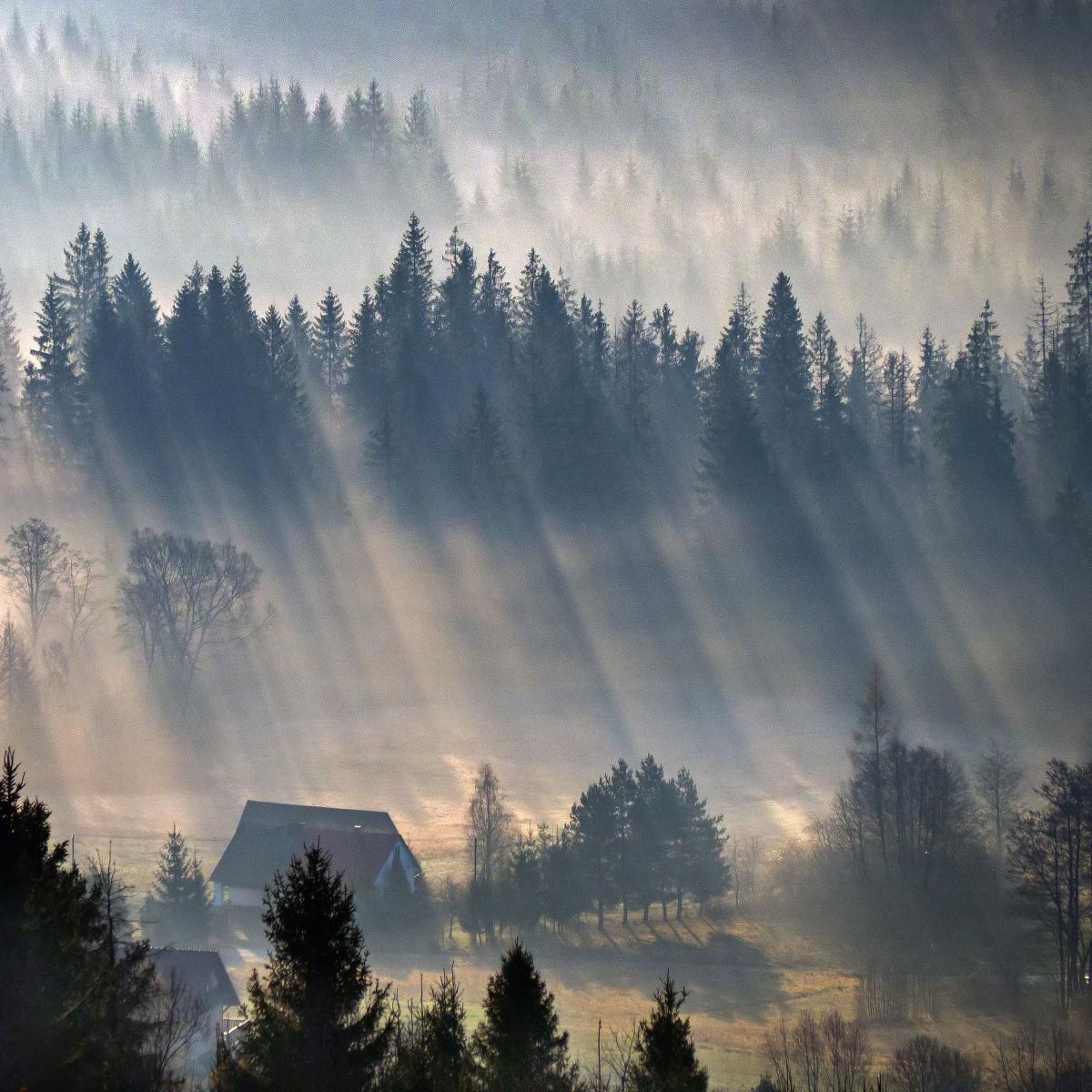 Misty Forest Sunrise - Related Dark Wallpapers wallpaper