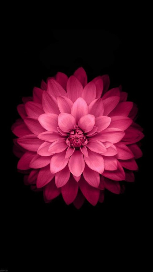 Pink Dahlia Bloom - Related StockWalls wallpaper