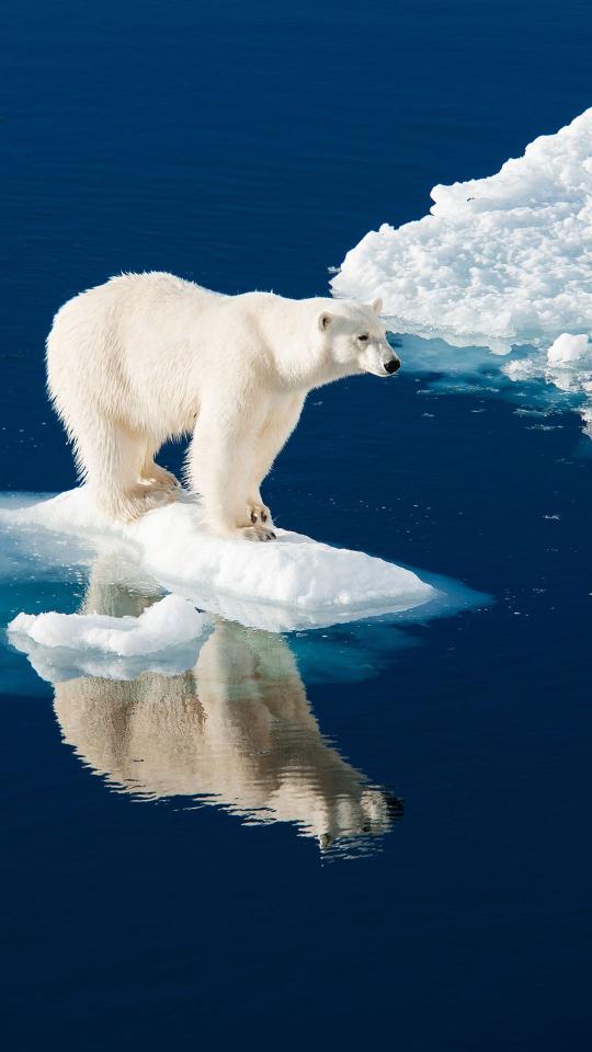 Polar Bear on Ice - Related StockWalls wallpaper