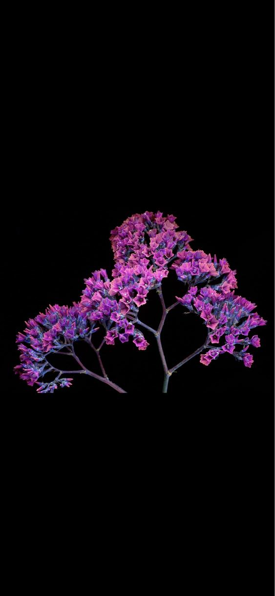 Purple Floral Branches - Related Dark Wallpapers wallpaper
