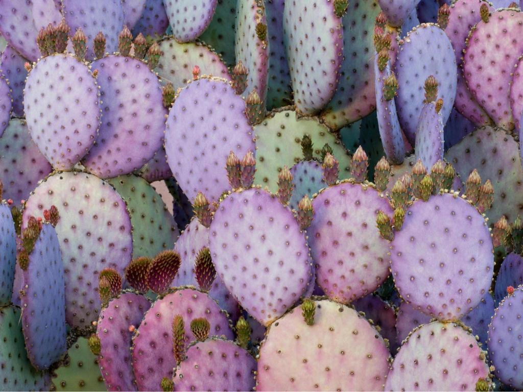 Purple Prickly Pear Cactus - apple Wallpaper