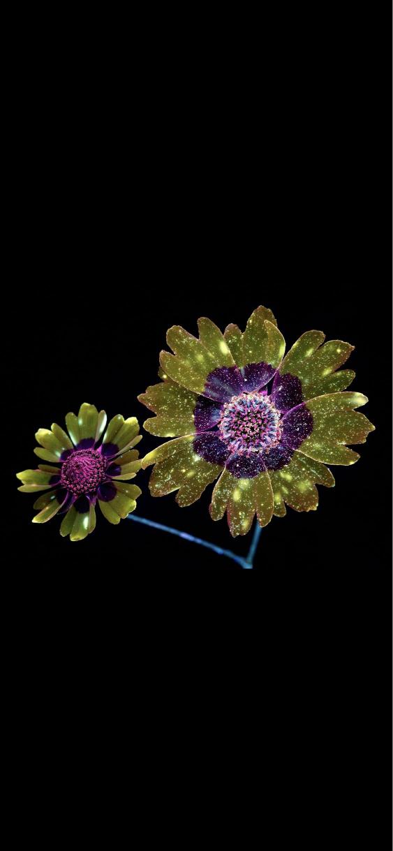 Sparkling Galaxy Flowers - Related Dark Wallpapers wallpaper