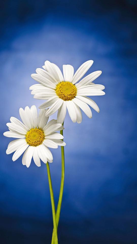 Two White Daisies - Related Dope Wallpapers wallpaper