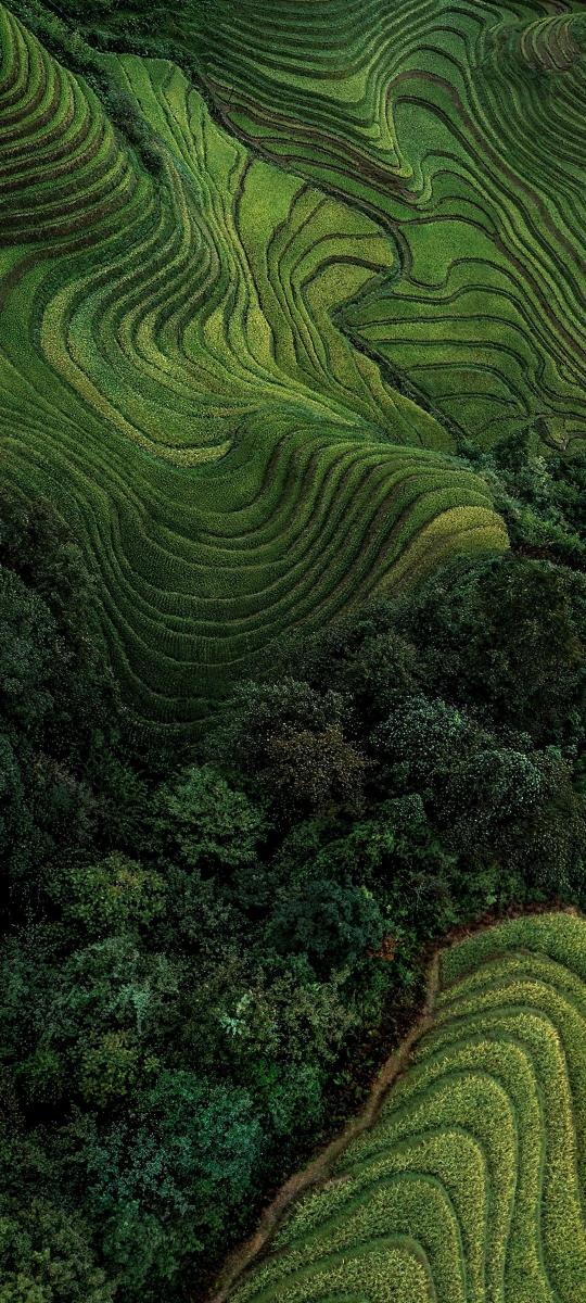 Verdant Terraced Hills - Related Dope Wallpapers wallpaper