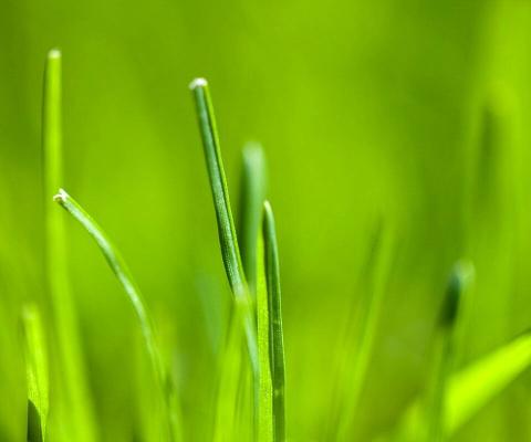 Vibrant Green Grass Blades - Related Ghetto Wallpapers wallpaper