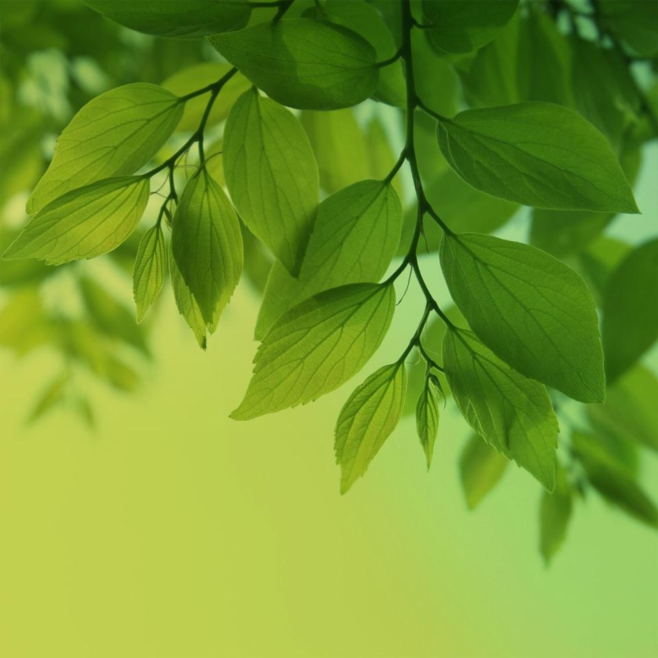 Vibrant Green Leaves - Related StockWalls wallpaper