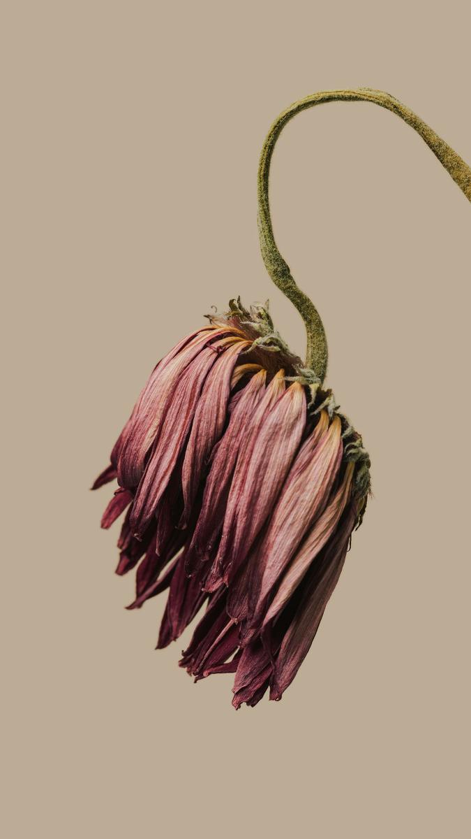 Wilted Flower Portrait - Related Dope Wallpapers wallpaper