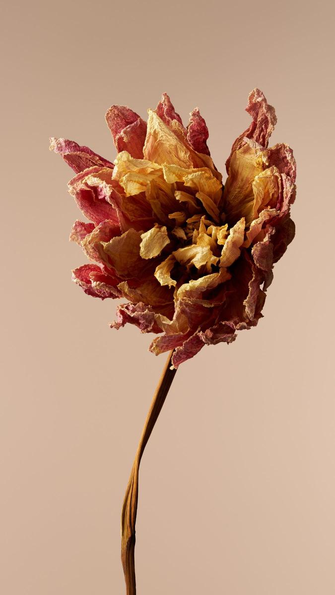 Withered Bloom Portrait - Related StockWalls wallpaper