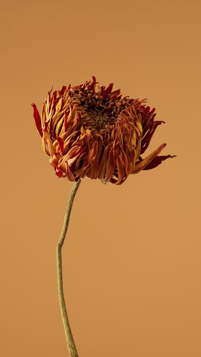 Withered Chrysanthemum Bloom - Related Ghetto Wallpapers wallpaper