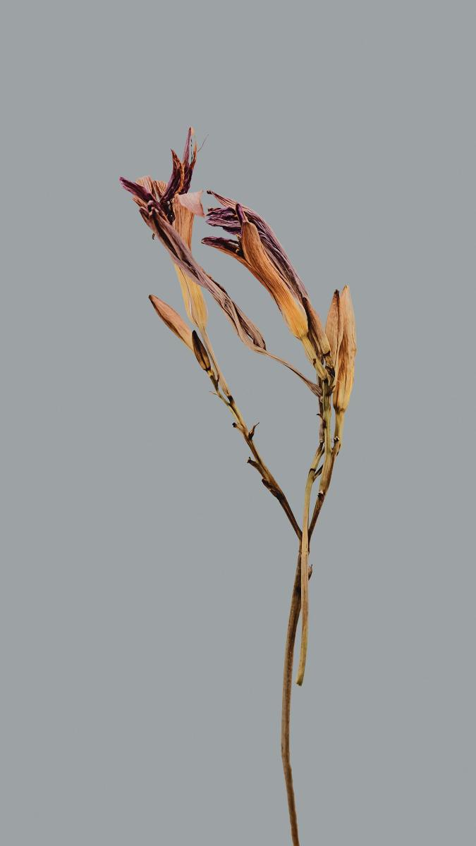Withered Lily Stems - Related StockWalls wallpaper