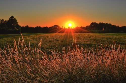 Golden Field Sunset - Related 4K Wallpapers wallpaper