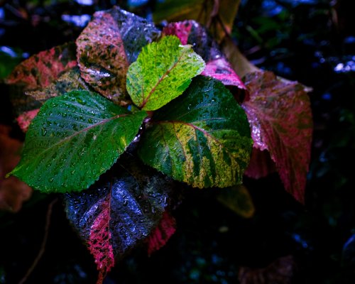 Vibrant Dewy Tropical Leaves - Related Ghetto Wallpapers wallpaper