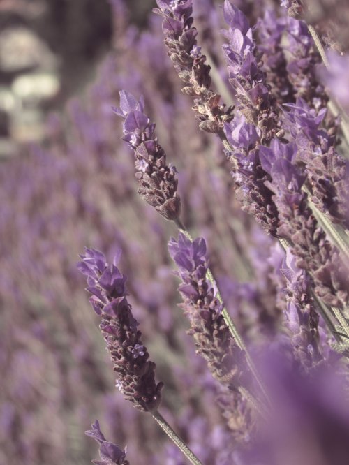 Lavender Field Close-Up - Related 4K Wallpapers wallpaper